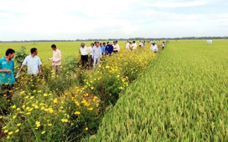 Cultivo de flores a lo largo de los bordes de los campos ayuda a promover la agricultura sostenible