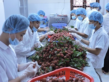 Vietnam por ampliar su mercado de exportación de verduras y frutas 