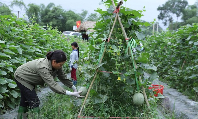 Agricultura vietnamita recibió en últimos 20 años cuantiosa ayuda oficial para el desarrollo