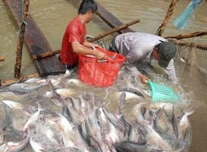 Producción de pangasius vietnamita trata de superar las dificultades