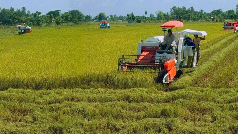 Delta del río Mekong logra alta productividad de arroz en medio de la salinización