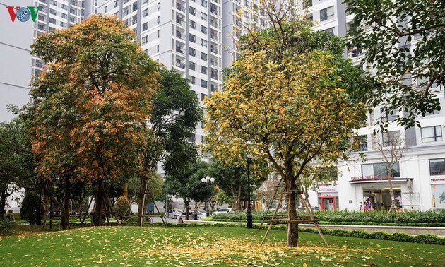 Hanói cuando las hojas cambian de color