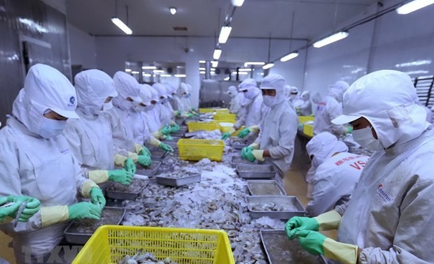 Exportadores de camarón de Vietnam aspiran a superar los tres mil millones de dólares