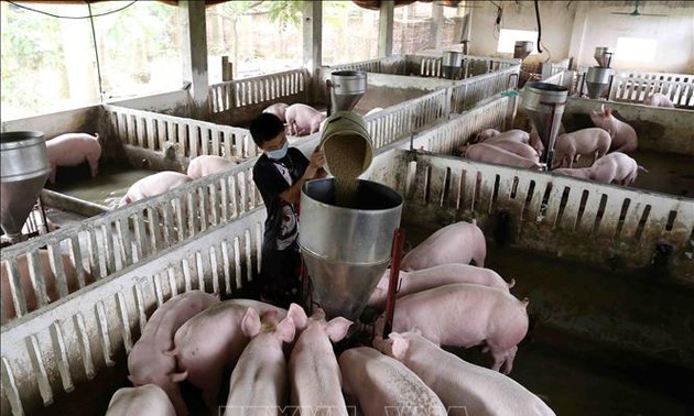 Ratifican la estrategia de la ganadería de Vietnam hacia la industrialización