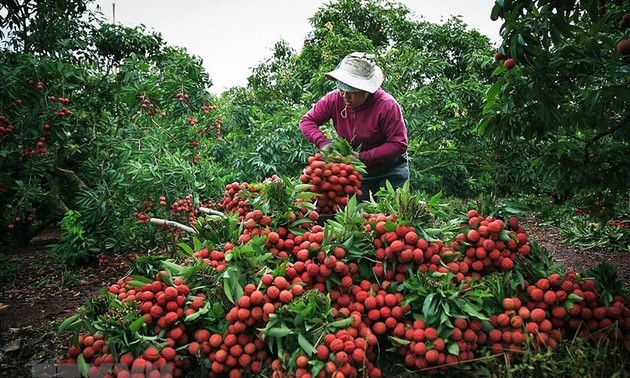 Ministerio de Agricultura y Desarrollo Rural de Vietnam apoya el consumo de lichi y otros productos agrícolas