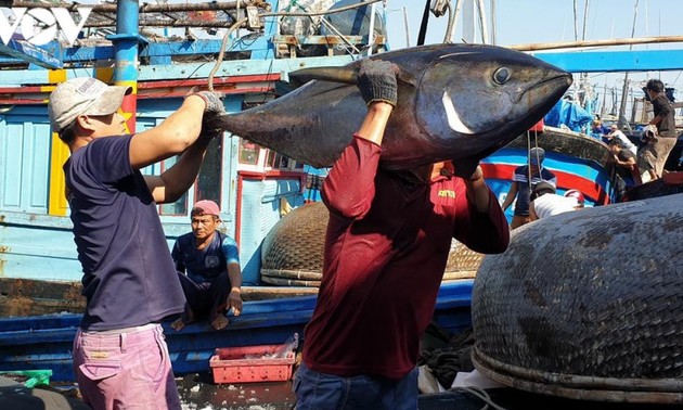 Exportaciones de atún de Vietnam en alza en 2021