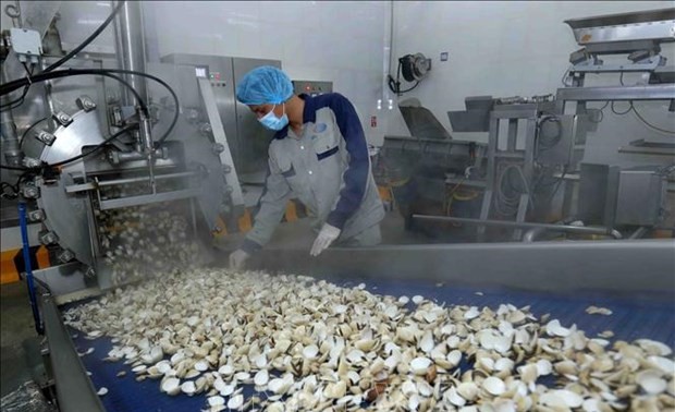 Vietnam exporta el primer contenedor de carne de almeja enlatada a Europa