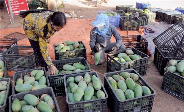 Medio alemán: Vietnam aumentará el volumen de mango exportado