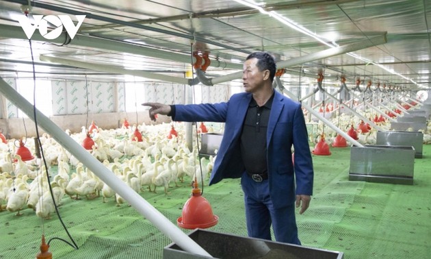 Agricultores ganan grandes ingresos con la cría de patos gracias a modelos de alta tecnología