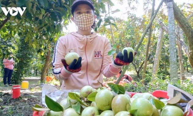 Promueven el consumo de productos agrícolas en zonas remotas y montañosas de provincias vietnamitas