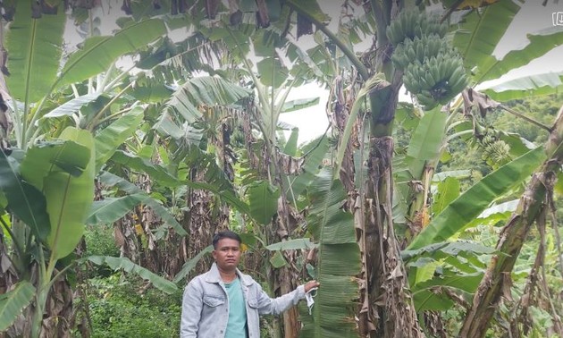 Cultivo de plátano siamés, un sustento económico para el grupo étnico Co Tu en Quang Nam