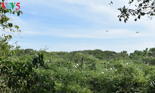 Vườn cò Bằng Lăng, 1 trong những sân chim lớn nhất vùng đồng bằng sông Cửu Long