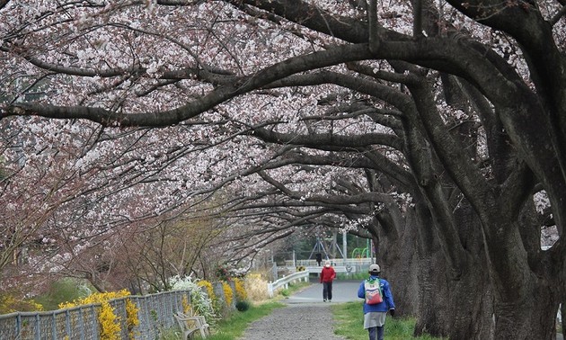 Chiêm ngưỡng con đường hoa anh đào dài nhất thế giới tại Nhật Bản