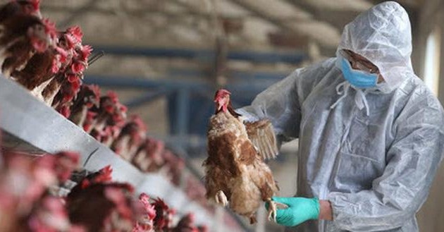 Grippe aviaire: l’OMS souligne une situation «préoccupante»