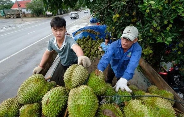 Record d’exportations de fruits et légumes cette année pour le Vietnam