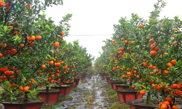 ส้มฮึงเอียน ผลไม้เฉพาะถิ่นที่ขึ้นชื่อของเวียดนาม