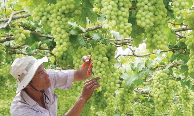 Ninh Thuan ready for Grape and Wine Festival 2019