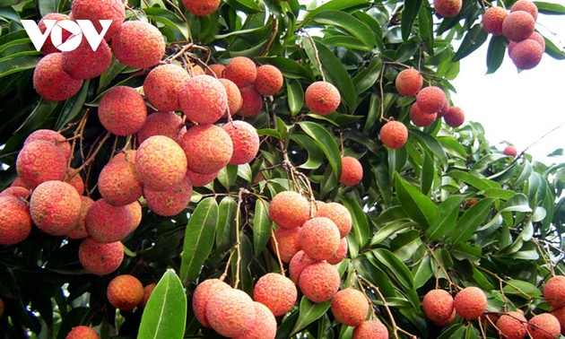 10 tonnes of Bac Giang lychees exported to Japan