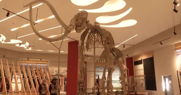 Mexico prepares exhibition of Ice Age mammoths
