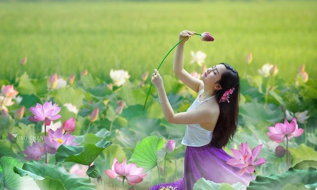 Giới thiệu 100 bức ảnh đẹp về sen trong đời sống văn hóa Việt Nam