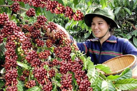 Nâng cao giá trị trong sản xuất cà phê tại Việt Nam