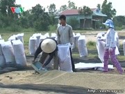 5 tháng, Việt Nam xuất khẩu gần 2 triệu tấn gạo
