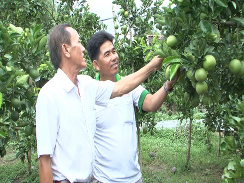 Nông dân huyện Phụng Hiệp, tỉnh Hậu Giang liên kết đưa thương hiệu cam xoàn ra thị trường