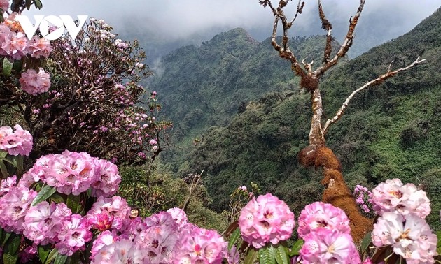Beautiful azaleas bloom on Hoang Lien Son mountain range