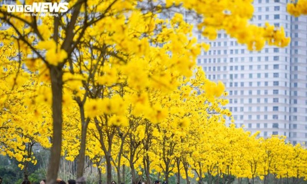 Yellow flowers add brilliant glow to Hanoi urban area