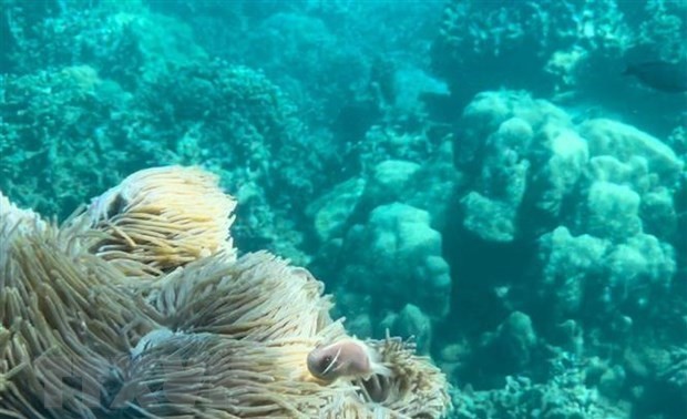 Dive tourism suspension planned to protect coral reefs in Nha Trang Bay