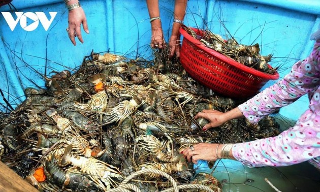 Lobster exports to Chinese market skyrocket