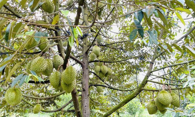 Vietnamese durians continue to be exported to China 