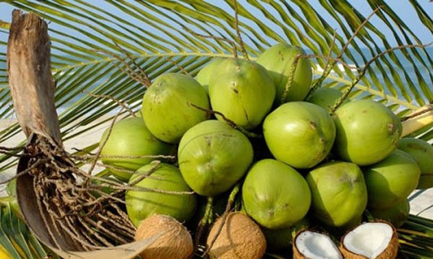 Coconut exports likely to reach 1 billion USD this year