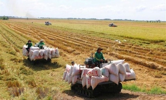 Vietnam to develop 1 million ha of low-emission high-quality rice by 2030: draft project