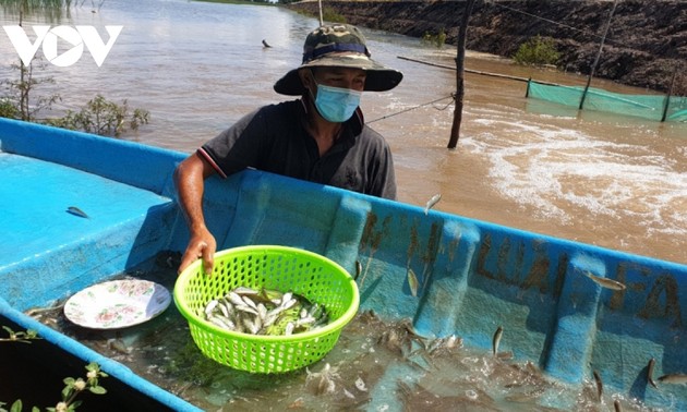 Крестьяне в провинции Донгтхап применяют модель рисоводства в сочетании с рыбным хозяйством