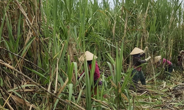 В провинции Хаузянг крестьяне получили хороший урожай сахарного тростника