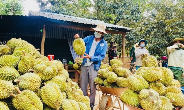 Перед крестьянами провинции Даклак открывается возможность для экспорта дуриана в Китай