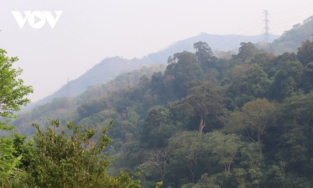 Сохранение и развитие исторические ценностей леса имени генерала Во Нгуен Зяпа