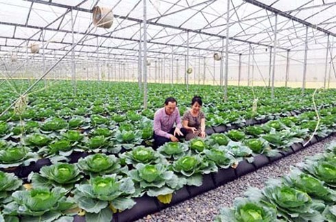 Việt Nam quan tâm phát triển thị trường nông nghiệp hữu cơ