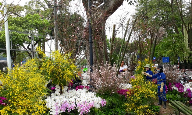 Cận cảnh chuẩn bị Lễ hội hoa anh đào 2018 tại Hà Nội