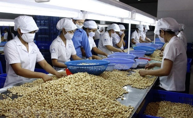 Việt Nam giữ vững ngôi đầu thế giới về chế biến và xuất khẩu điều