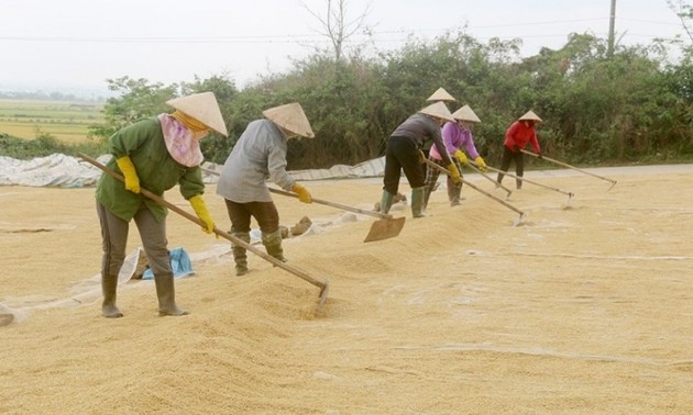 Về vùng đất núi lửa Krông Nô, Đắk Nông, thưởng thức cơm gạo đặc sản