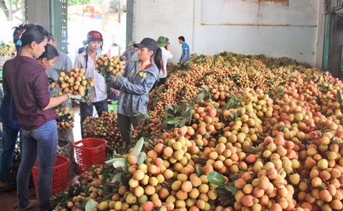 CША импортируют в страну личи и лонган из Вьетнама