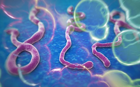Клинические исследования вакцины против вируса Эбола дали положительные результаты