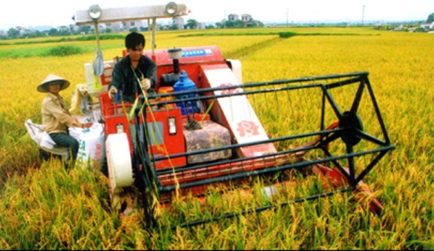 Необходима реструктуризация сельского хозяйства Вьетнама: от политики к практике