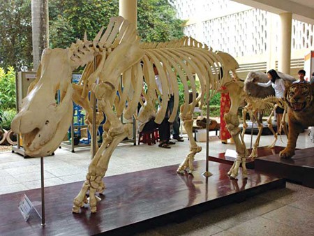 В Ханое скоро будет построен вьетнамский природный музей 