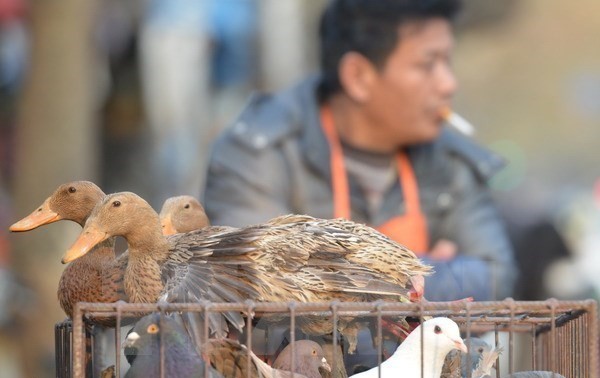 В Китае выявлены еще шесть новых случаев заражения вирусом птичьего гриппа H7N9 