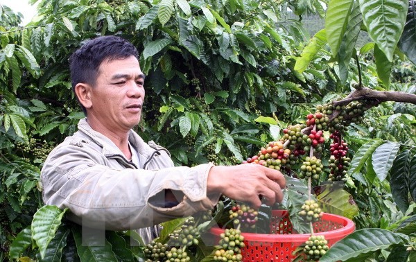  Вьетнам занял 6-е место в списке самых любимых брендов кофе в Америке