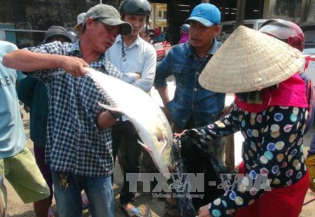 Рыбакам необходима помощь в ведении рыболовства в водах у берегов южновьетнамских провинций 