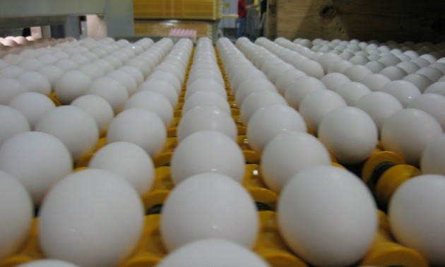 Скандал с заражением яиц химикатом продолжает разгораться в Европе